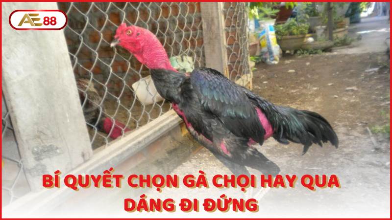 Bi Quyet Chon Ga Choi Hay Qua Dang Di Dung