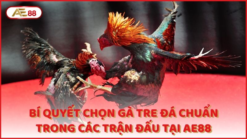 Bi Quyet Chon Ga Tre Da Chuan Trong Cac Tran Dau Tai Ae88 (1)