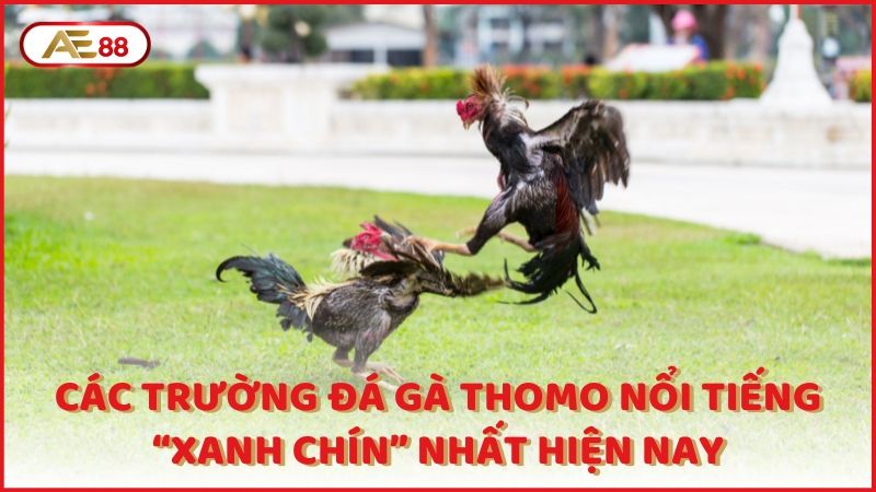 Cac Truong Da Ga Thomo Noi Tieng Xanh Chin Nhat Hien Nay (1)