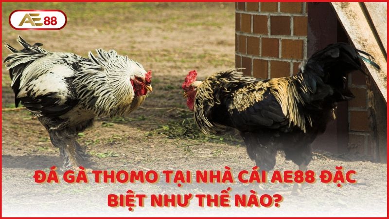 Da Ga Thomo Tai Nha Cai Ae88 Dac Biet Nhu The Nao (1)