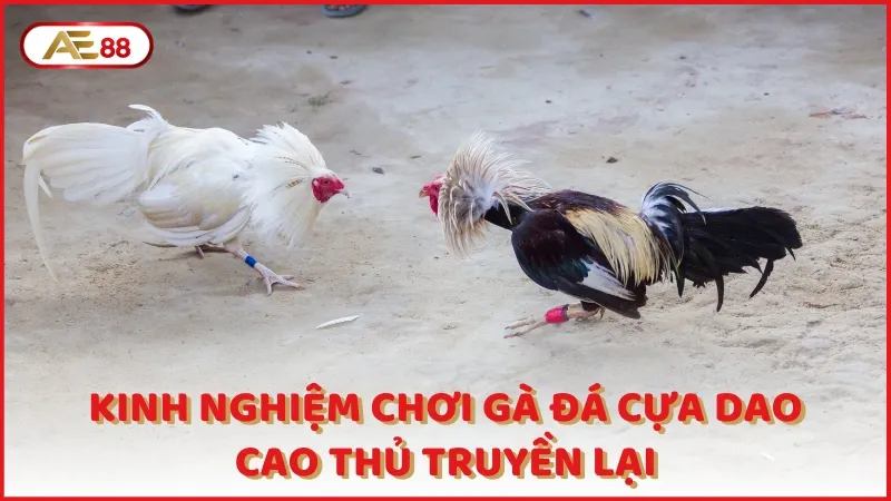 Kinh Nghiem Choi Ga Da Cua Dao Cao Thu Truyen Lai