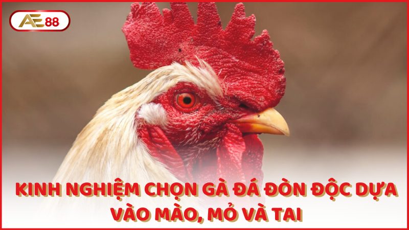 Kinh Nghiem Chon Ga Da Don Doc Dua Vao Mao Mo Va Tai