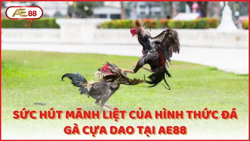 Suc Hut Manh Liet Cua Hinh Thuc Da Ga Cua Dao Tai Ae88