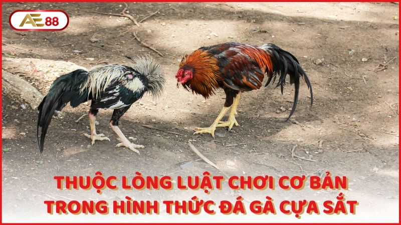 Thuoc Long Luat Choi Co Ban Trong Hinh Thuc Da Ga Cua Sat (1)